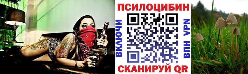 Псилоцибиновые грибы Psilocybine cubensis  Таштагол 